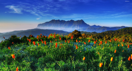 Things to Do in Thailand during Spring